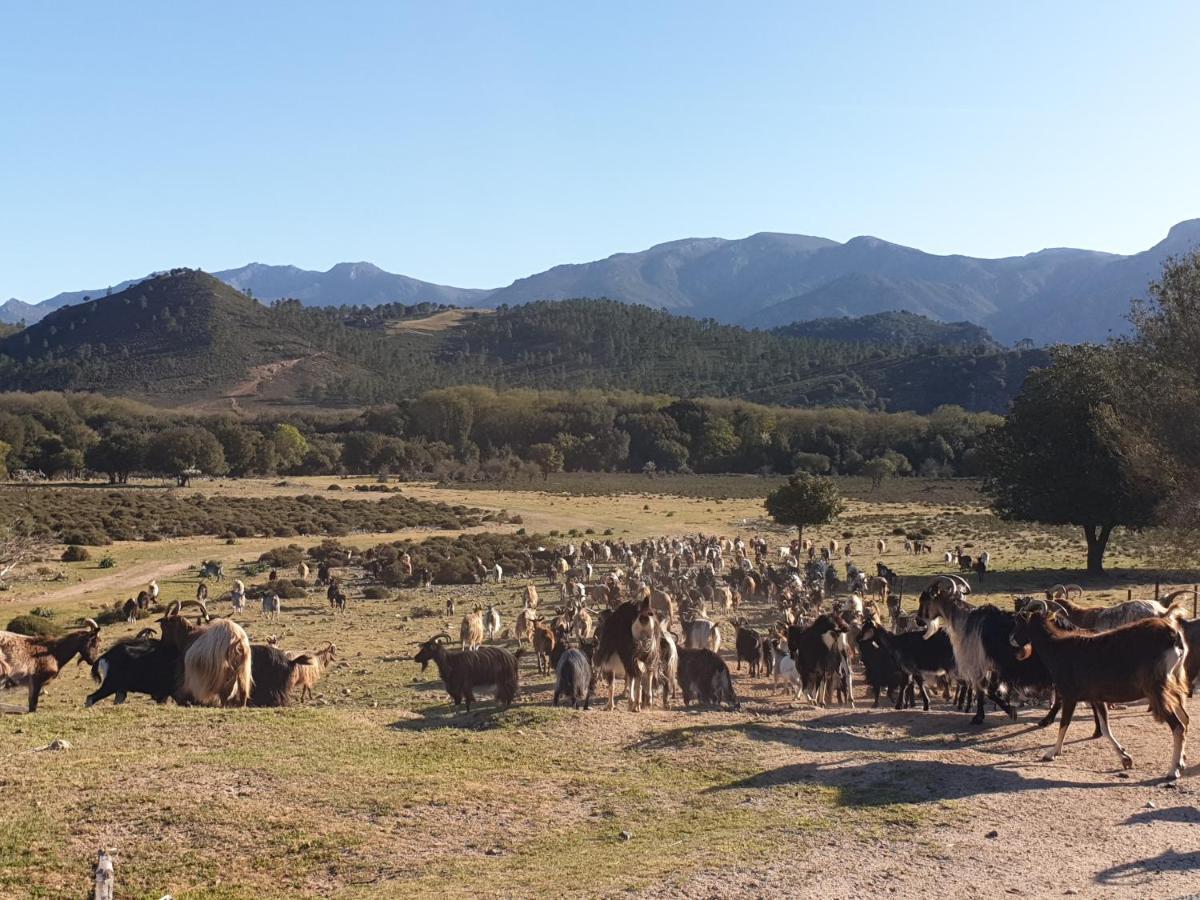 Domaine U Filanciu - Casa Ghjulia - Centru Di Corsica Βίλα Moltifao Εξωτερικό φωτογραφία