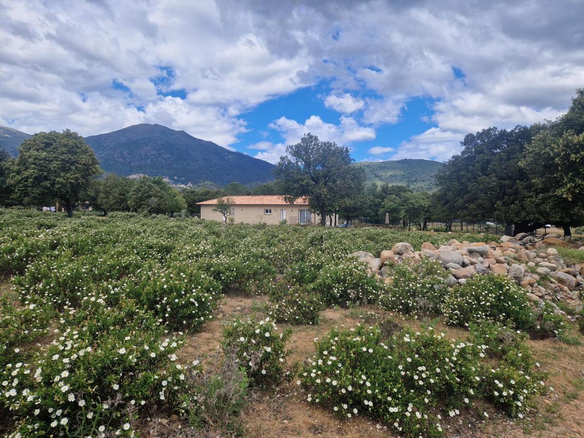 Domaine U Filanciu - Casa Ghjulia - Centru Di Corsica Βίλα Moltifao Εξωτερικό φωτογραφία